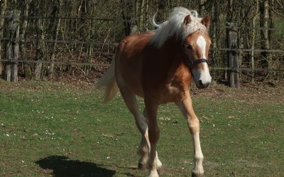 OJARO MAR DEL NAVAJO, HAFLINGER, 1 AN