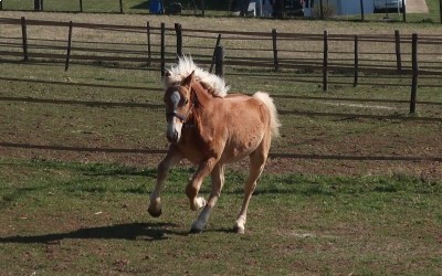 OJARO MAR DEL NAVAJO, HAFLINGER, 1 AN