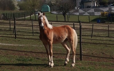 OJARO MAR DEL NAVAJO, HAFLINGER, 1 AN