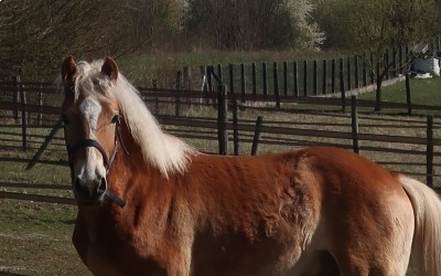 OJARO MAR DEL NAVAJO, HAFLINGER, 1 AN
