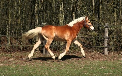 OJARO MAR DEL NAVAJO, HAFLINGER, 1 AN