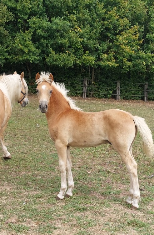 PABLO WIN DEL NAVAJO, HAFLINGER, FOAL