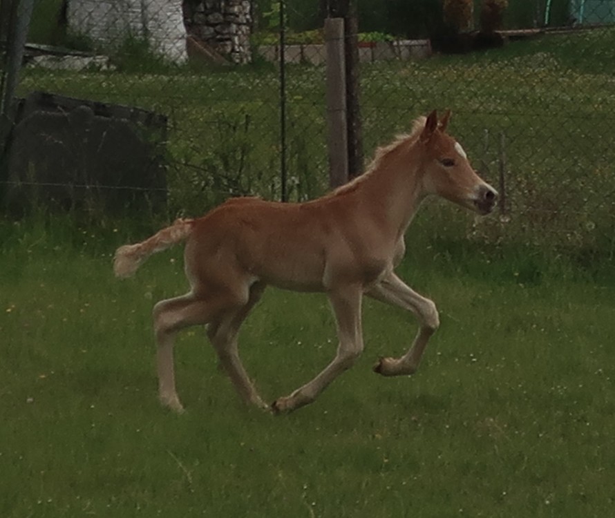 PABLO WIN DEL NAVAJO, HAFLINGER, FOAL