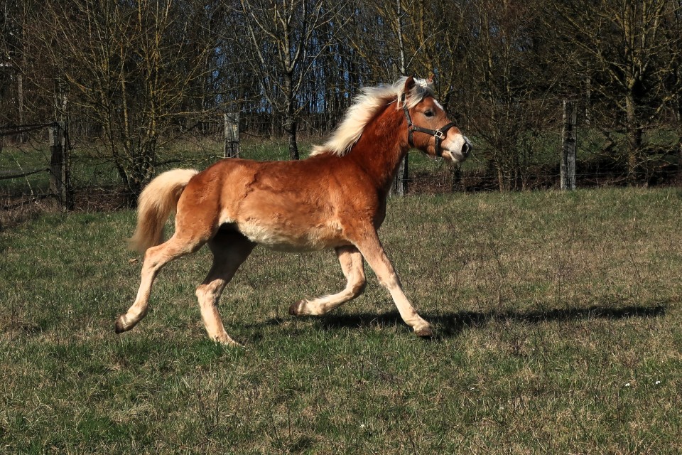 PABLO WIN DEL NAVAJO, HAFLINGER, 1 AN
