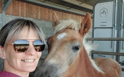PABLO WIN DEL NAVAJO, HAFLINGER, FOAL