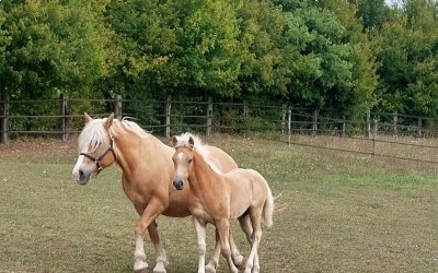 PABLO WIN DEL NAVAJO, HAFLINGER, FOAL