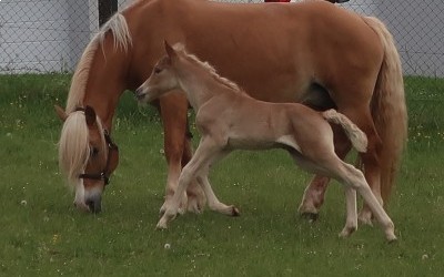 PABLO WIN DEL NAVAJO, HAFLINGER, FOAL