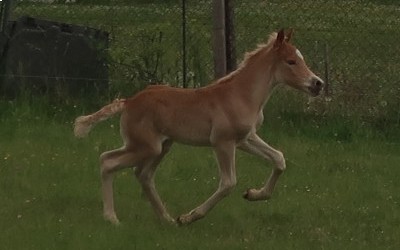 PABLO WIN DEL NAVAJO, HAFLINGER, FOAL