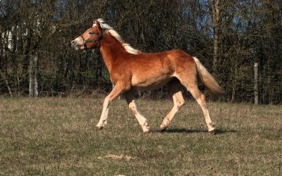 PABLO WIN DEL NAVAJO, HAFLINGER, 1 AN