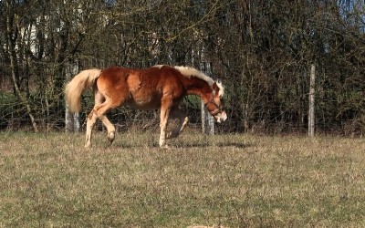 PABLO WIN DEL NAVAJO, HAFLINGER, 1 AN