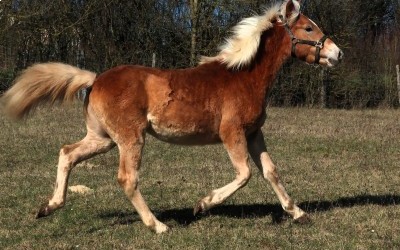 PABLO WIN DEL NAVAJO, HAFLINGER, 1 AN