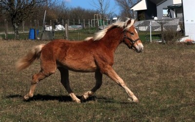 PABLO WIN DEL NAVAJO, HAFLINGER, 1 AN