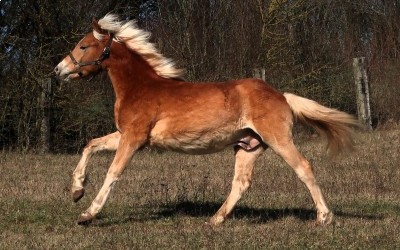PABLO WIN DEL NAVAJO, HAFLINGER, 1 AN