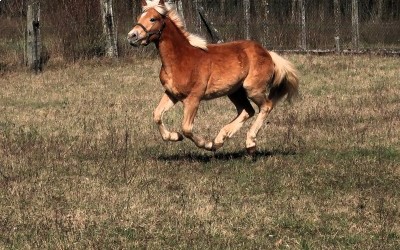 PABLO WIN DEL NAVAJO, HAFLINGER, 1 AN