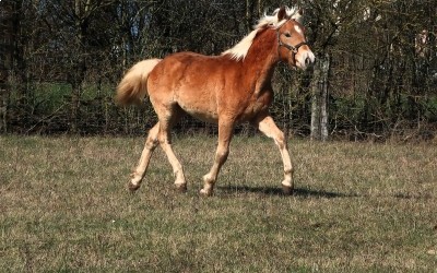 PABLO WIN DEL NAVAJO, HAFLINGER, 1 AN