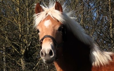 PABLO WIN DEL NAVAJO, HAFLINGER, 1 AN