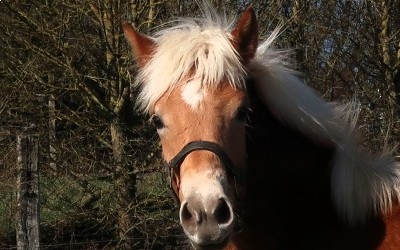 PABLO WIN DEL NAVAJO, HAFLINGER, 1 AN