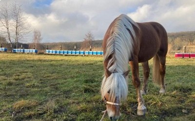 EVERY WINZ, HAFLINGER, 11 ANS