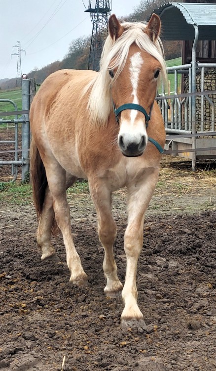 OLEDJA CEL DEL NAVAJO, HAFLINGER, 1 AN