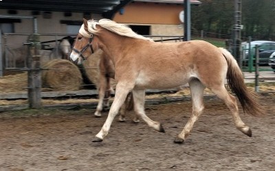 OLEDJA CEL DEL NAVAJO, HAFLINGER, 1 AN