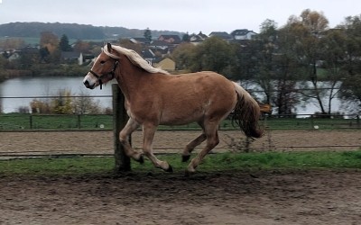 OLEDJA CEL DEL NAVAJO, HAFLINGER, 1 AN