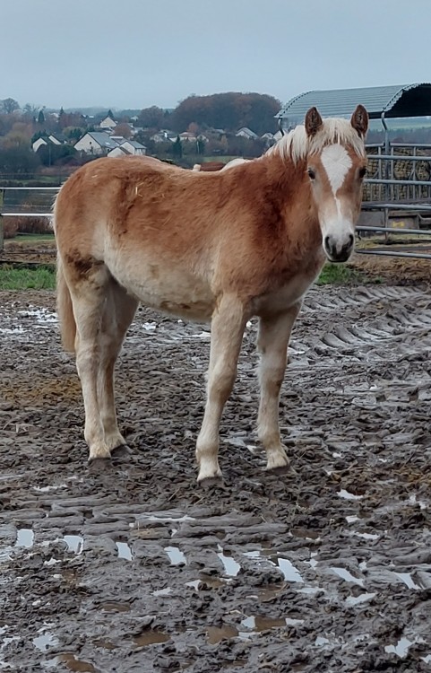 PEDRA OMA DEL NAVAJO, HAFLINGER, FOAL