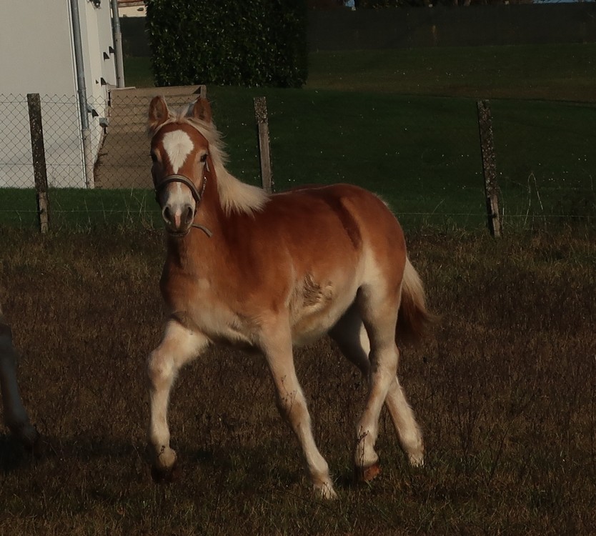 PEDRA OMA DEL NAVAJO, HAFLINGER, 1 AN
