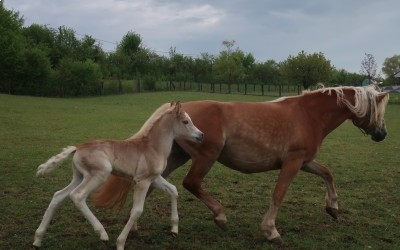 PEDRA OMA DEL NAVAJO, HAFLINGER, FOAL
