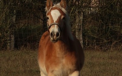 PEDRA OMA DEL NAVAJO, HAFLINGER, 1 AN