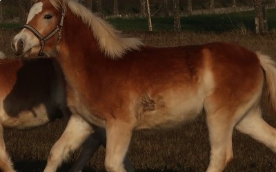 PEDRA OMA DEL NAVAJO, HAFLINGER, 1 AN