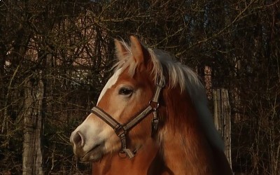 PEDRA OMA DEL NAVAJO, HAFLINGER, 1 AN