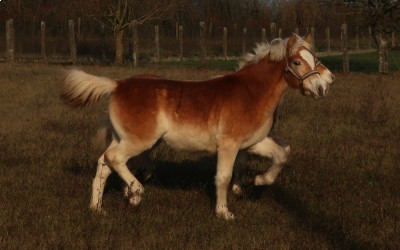PEDRA OMA DEL NAVAJO, HAFLINGER, 1 AN