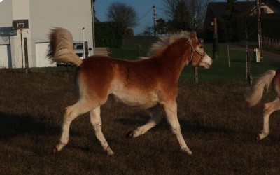 PEDRA OMA DEL NAVAJO, HAFLINGER, 1 AN