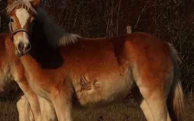 PEDRA OMA DEL NAVAJO, HAFLINGER, 1 AN