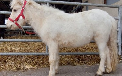 ORTENSIA DEL NAVAJO, OC, 1 AN.