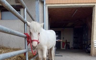 ORTENSIA DEL NAVAJO, OC, 1 AN.