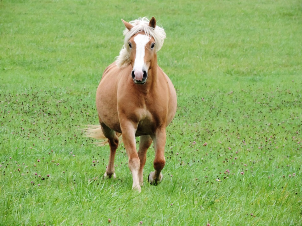 DAHLIA, HAFLINGER, 13 ANS
