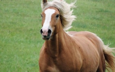 DAHLIA, HAFLINGER, 13 ANS