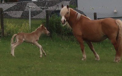 DAHLIA, HAFLINGER, 13 ANS
