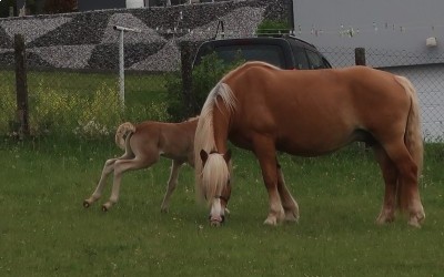 DAHLIA, HAFLINGER, 13 ANS