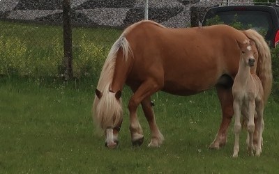 DAHLIA, HAFLINGER, 13 ANS