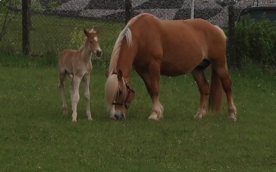 DAHLIA, HAFLINGER, 13 ANS