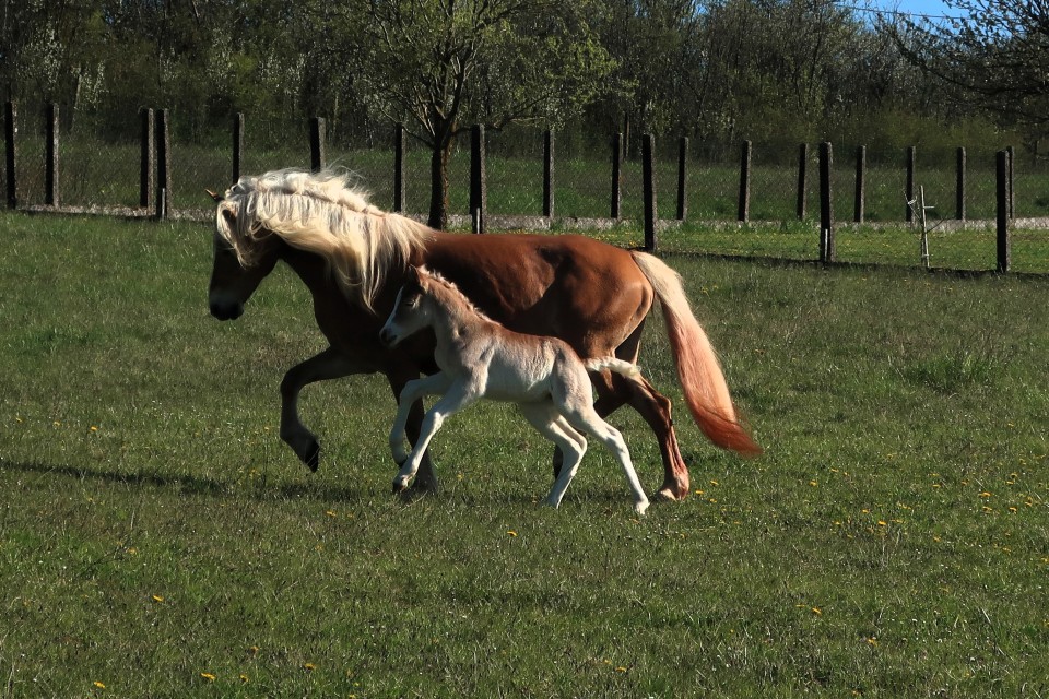 QIM CARA DEL NAVAJO, HAFLINGER, FOAL,