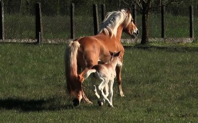 QIM CARA DEL NAVAJO, HAFLINGER, FOAL,