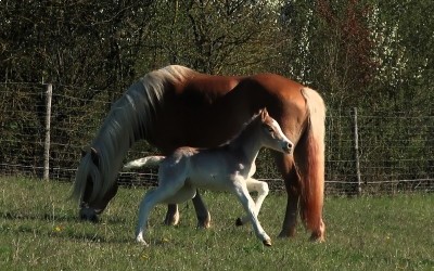 QIM CARA DEL NAVAJO, HAFLINGER, FOAL,