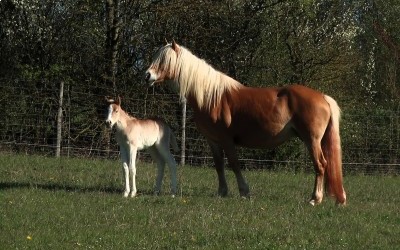 QIM CARA DEL NAVAJO, HAFLINGER, FOAL,