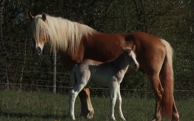 QIM CARA DEL NAVAJO, HAFLINGER, FOAL,