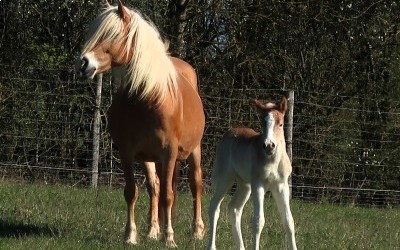 QIM CARA DEL NAVAJO, HAFLINGER, FOAL,