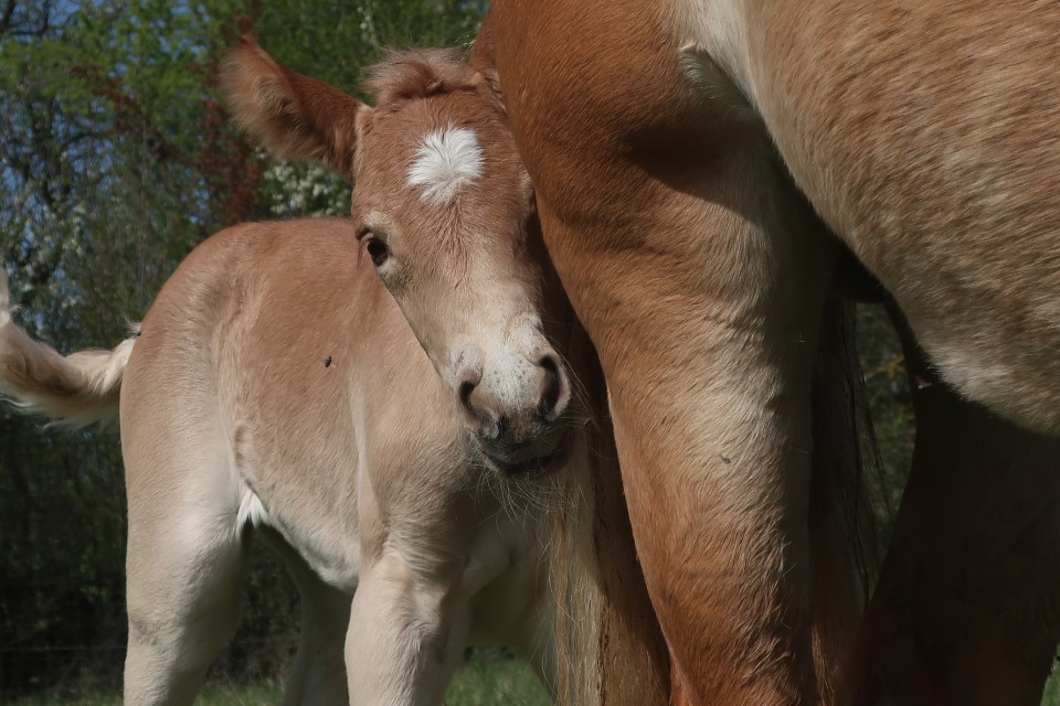QENCY D'AS DEL NAVAJO, HAFLINGER, FOAL
