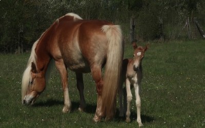 QENCY D'AS DEL NAVAJO, HAFLINGER, FOAL